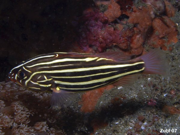 Grammistes sexlineatus (Perchia lineata)